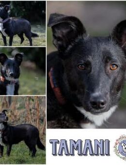 TAMANI * goldige Schönheit in schwarz - Duisburg
