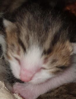 Kitten Katzenbabies BKH - Ingolstadt