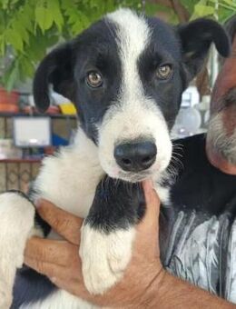 Husky-Mix-Welpe Jay-Jay - Kallmünz