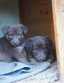 10 Hundewelpen - Horka