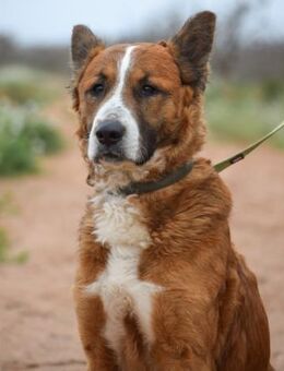 Huch verdient endlich ein Zuhause - Laatzen