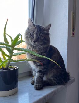 Sibirische Kater reinrassig - Altötting