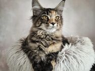 Wunderschöne Maine Coon Kätzchen suchen ein liebevolles Zuhause! - Weinheim