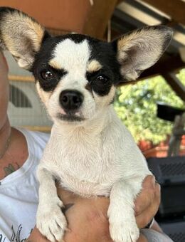🌸 Rozmaring kleine Chihuahua-Hündin 2 - Kassel
