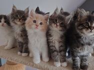 Maine Coon Mix Kitten - Dachau