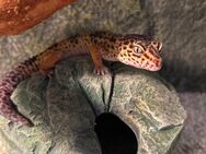 Leopardengecko inkl. Terrarium abzugeben - Esslingen (Neckar)