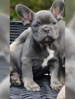 Französische Bulldoggen Blue - wunderschöne Welpen suchen ihr Zuhause - Bonn