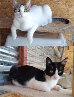Esme und Smilla aus dem Tierschutz - Grevenbroich