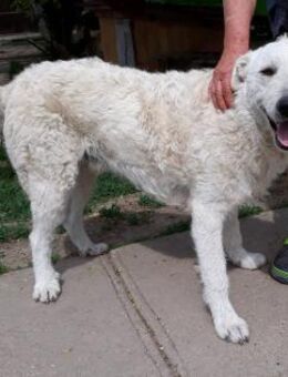 Wunderschöner Regö sucht ein Zuhause - Essen