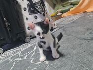 Weiß und schwarz katze - Düsseldorf