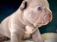 Französische Bulldogge Rüde lilac - Kassel