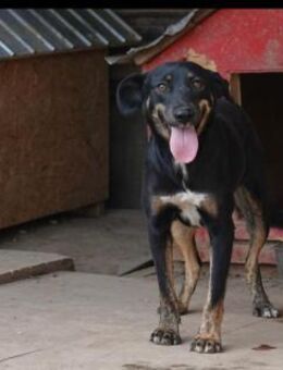 Nale sucht eine aktive Familie - Olfen