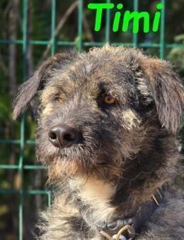 Timi aufgeschlossen & liebevoll 09/23 ES - Ruppertsecken