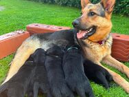 Labrador Schäferhund Mix Welpen
