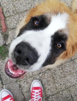 Bernhardinerwelpen - Ahaus