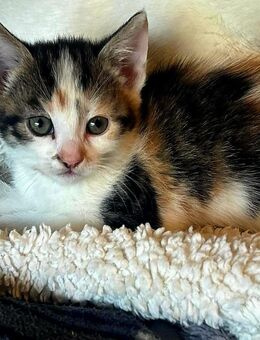 Katzenbaby's Mixkitten Babykatzen kitten - Monheim (Rhein)