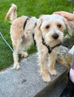 Oscar 1-jähriger Mischling sucht - Kassel