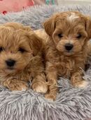Liebevoller Maltipoo welpen Wurf in 60313