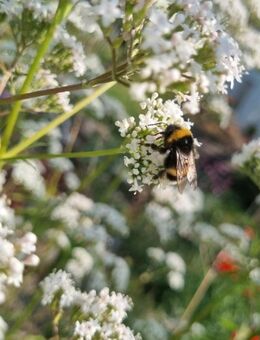 Echter Baldrian (Valeriana officinalis) - Horgenzell