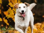 Liebevolles Zuhause für Dakota gesucht - Duisburg
