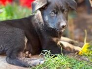 Malamute Malinois Welpen - Bad Frankenhausen (Kyffhäuser)