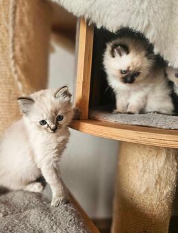 Heilige Birma Kitten Kater Katze - Saaldorf-Surheim