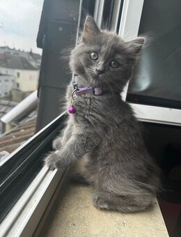 Heilige Birma / Russisch Blau Mix Babys - Krefeld