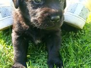 Labrador Welpen Arbeitslinie reinrassig - Calau