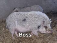 Hängebauchschwein Boss zu verkaufen! - Nusplingen