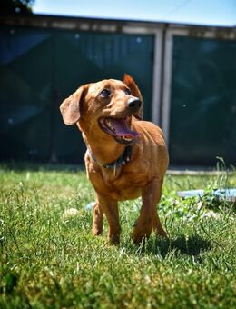 SILDO -richtig aktives Hundeleben führen - Overath