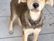 Teddy 💗 lieber, verschmuster Welpenjung - Hamburg