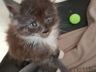Maine-Coon-Kitten - Unna