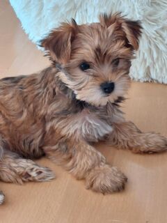 Eksklusiwen Yorkshire Terrier Welpen!