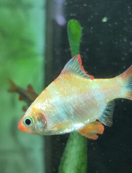 Sumatrabarbe puntius tetrazona gold - Duisburg