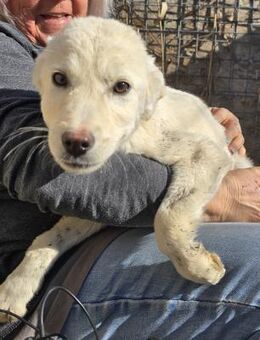 Knut - jung und verträglich - Westerholt