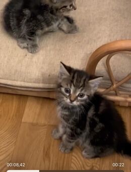 Babykatzen - Frankfurt (Main) Fechenheim