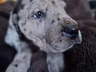 DEUTSCHE DOGGEN WELPEN 4 Mädchen und 6 Rüden - Jever