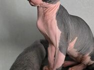 Kanadische Sphinx Kitten (abholbereit) - Wolfenbüttel