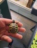 Griechische Landschildkröte Thb in 50181