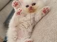 Britisch Kurzhaar Kitten in 8134