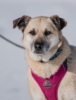 Lavanna, sozial und freundlich - Süderholz