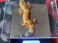 8 Leopardgecko Baby's Weibchen - Berlin Reinickendorf