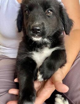 🌼 Kleines Welpenmädchen Leni 🌼 - Eislingen (Fils)