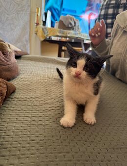 Zwei wunderschöne Katzenbabys suchen liebevolle neues Zuhause - Berlin Spandau