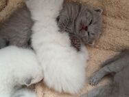Britisch Kurzhaar Kitten - Düsseldorf