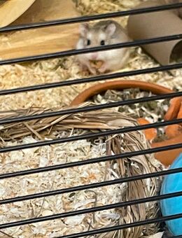 Zwerghamster+ käfig und all dem Zubehör sowie streu und Futter. - Kehl