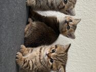 Reinrassige BKH Kitten suchen ein liebevolles Zuhause - Hopsten