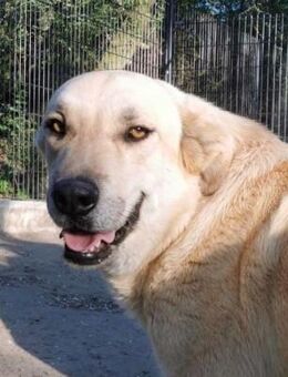 Fröhlicher, freundlicher Fermin sucht - Berlin