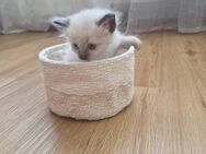 Reinrassige Siamkitten - Schwetzingen