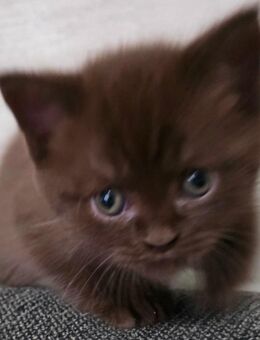 British Kurzhaar Kitten seltene Farbe Chocobraun - Essen